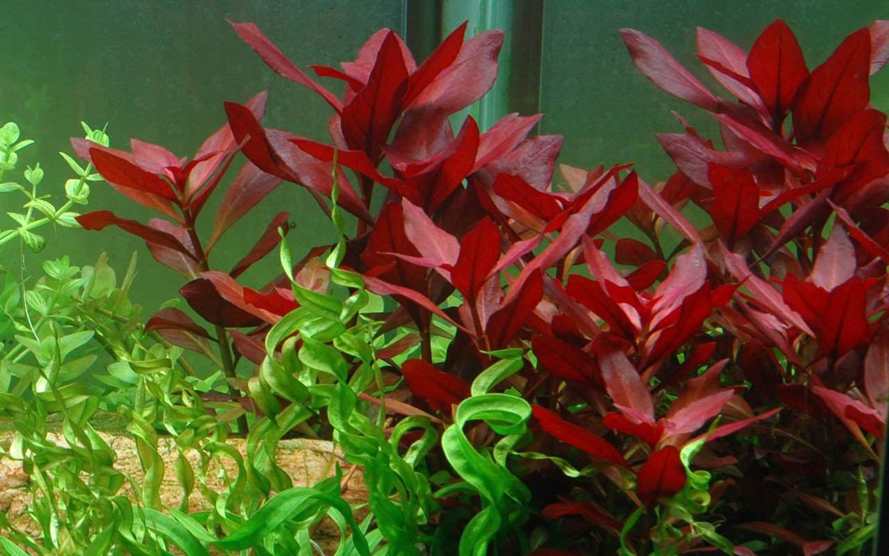 Ludwigia Repens Beginner S Guide Updated