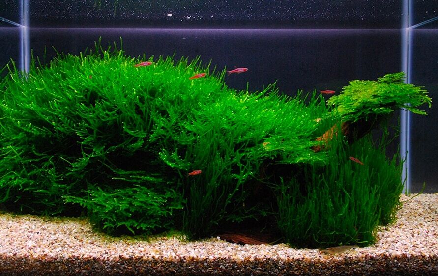 does java moss grow fast
