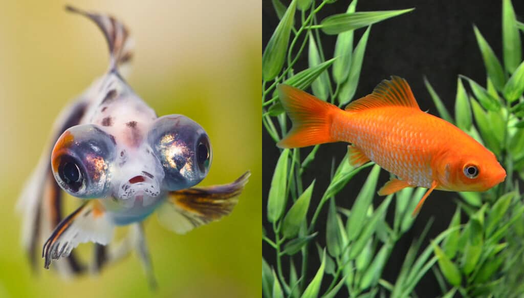 calico telescope and common-goldfish breed