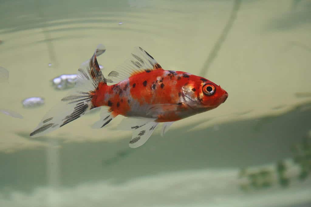 Poisson rouge shubunkin de Londres