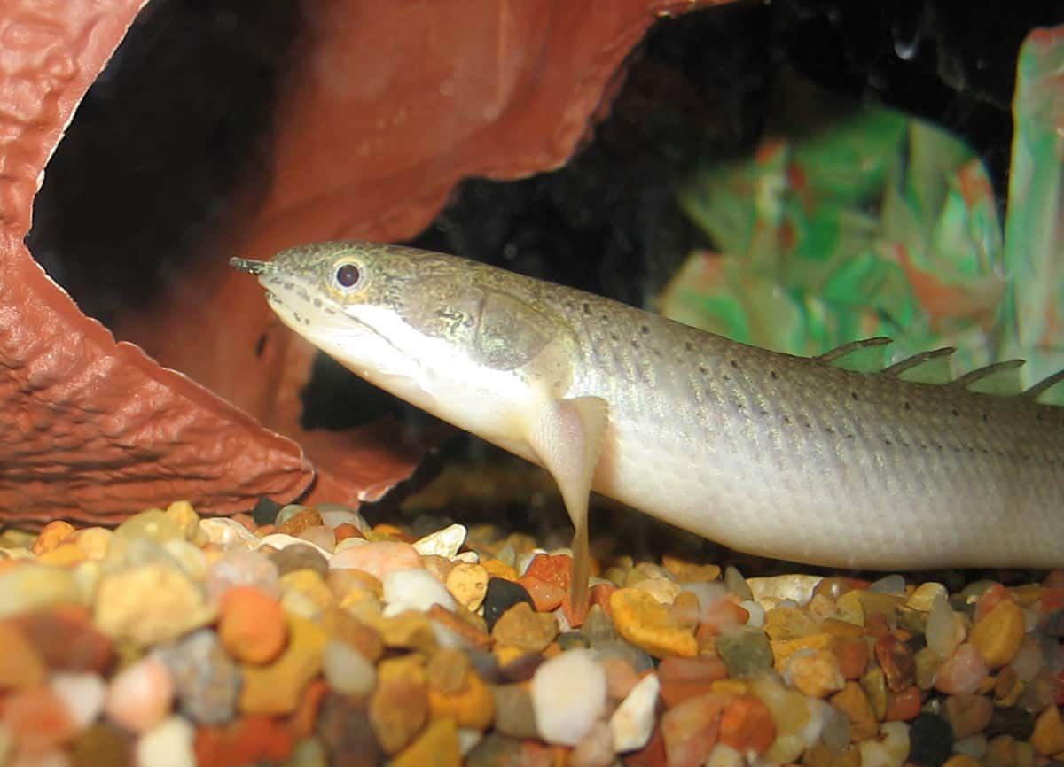 Dinosaur Bichir Fish [ESSENTIAL GUIDE 2020]