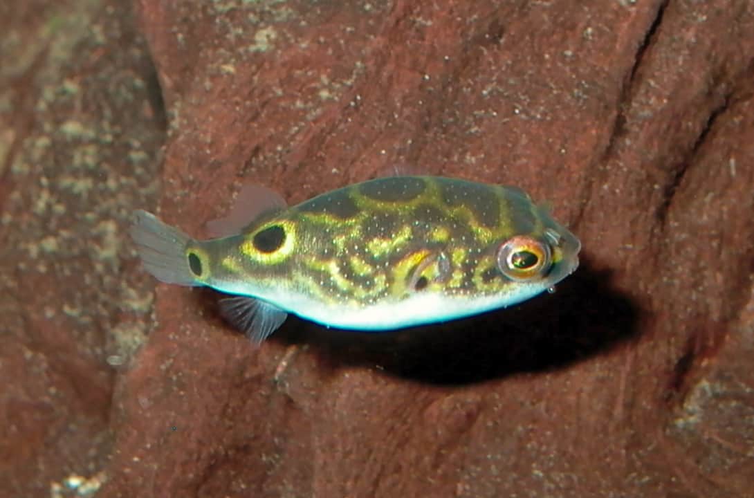 🥇7 Freshwater Puffer Fish You Should Get [COMPLETE LIST]