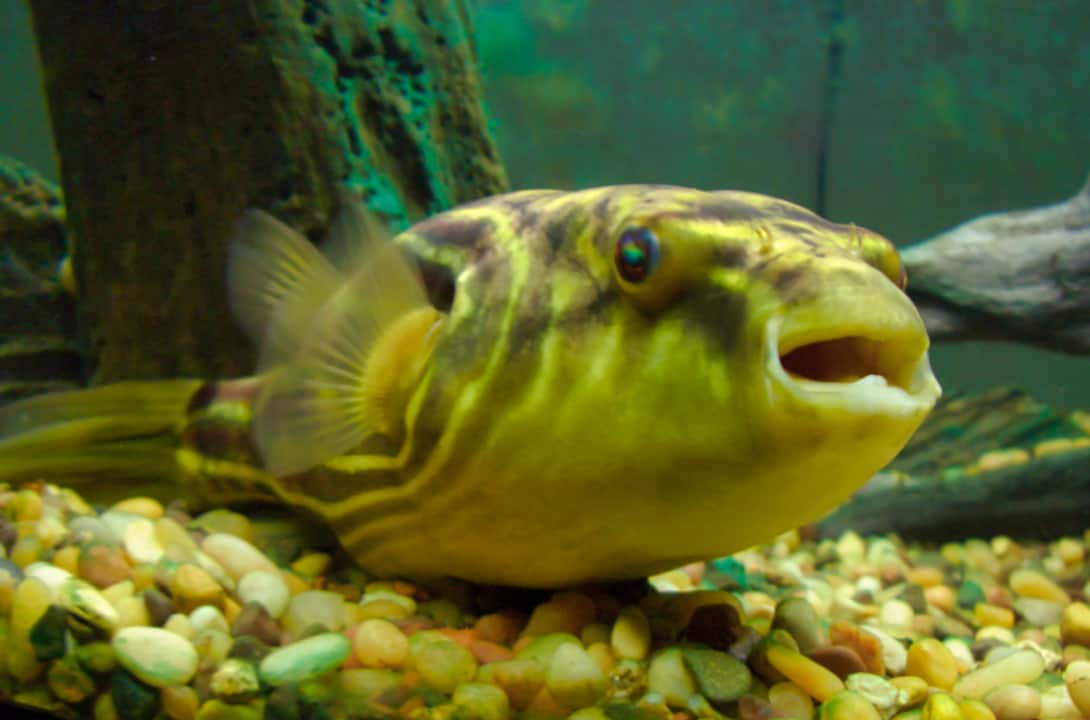 non aggressive freshwater fish