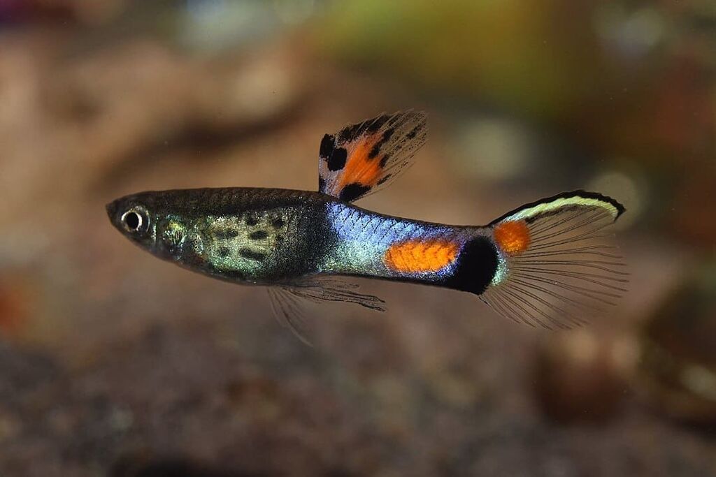 Best Nano Fish for Aquarium 2020