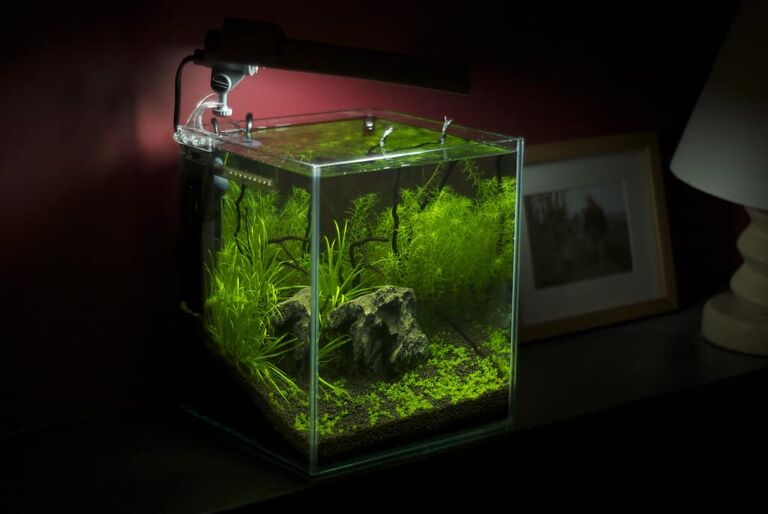 Best Small Aquariums 2021 [UPDATED]