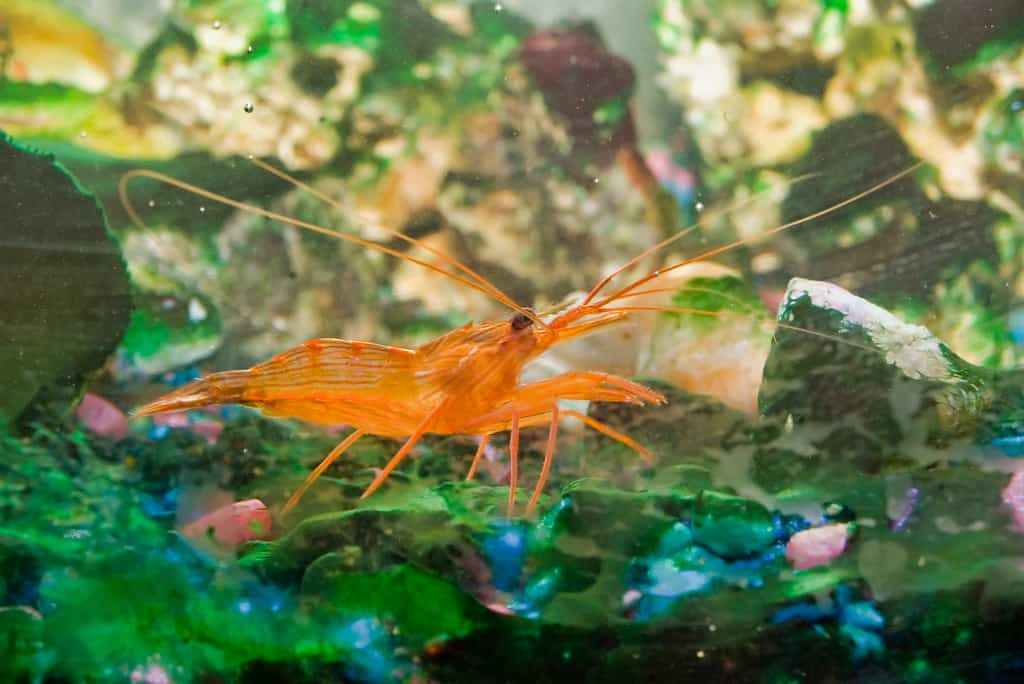 peppermint shrimp petco