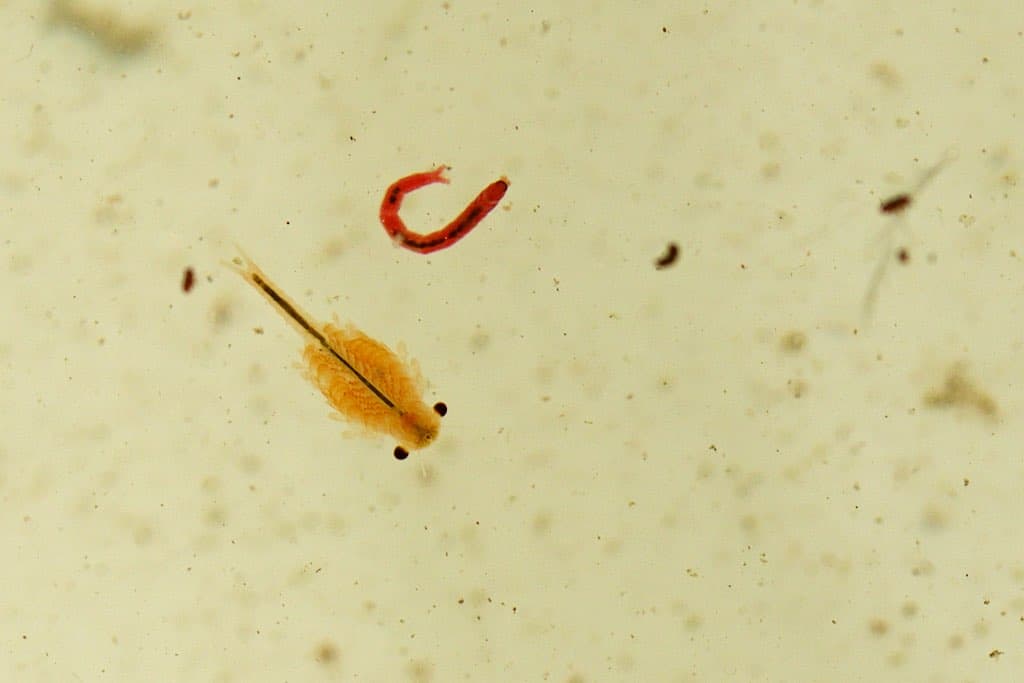 stingray bloodworms