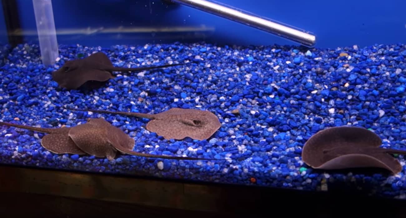 Teacup Stingray and Its Venomous Barb [UPDATED 2020]