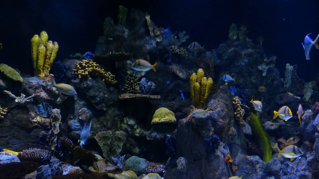 tropical fish tank rocks