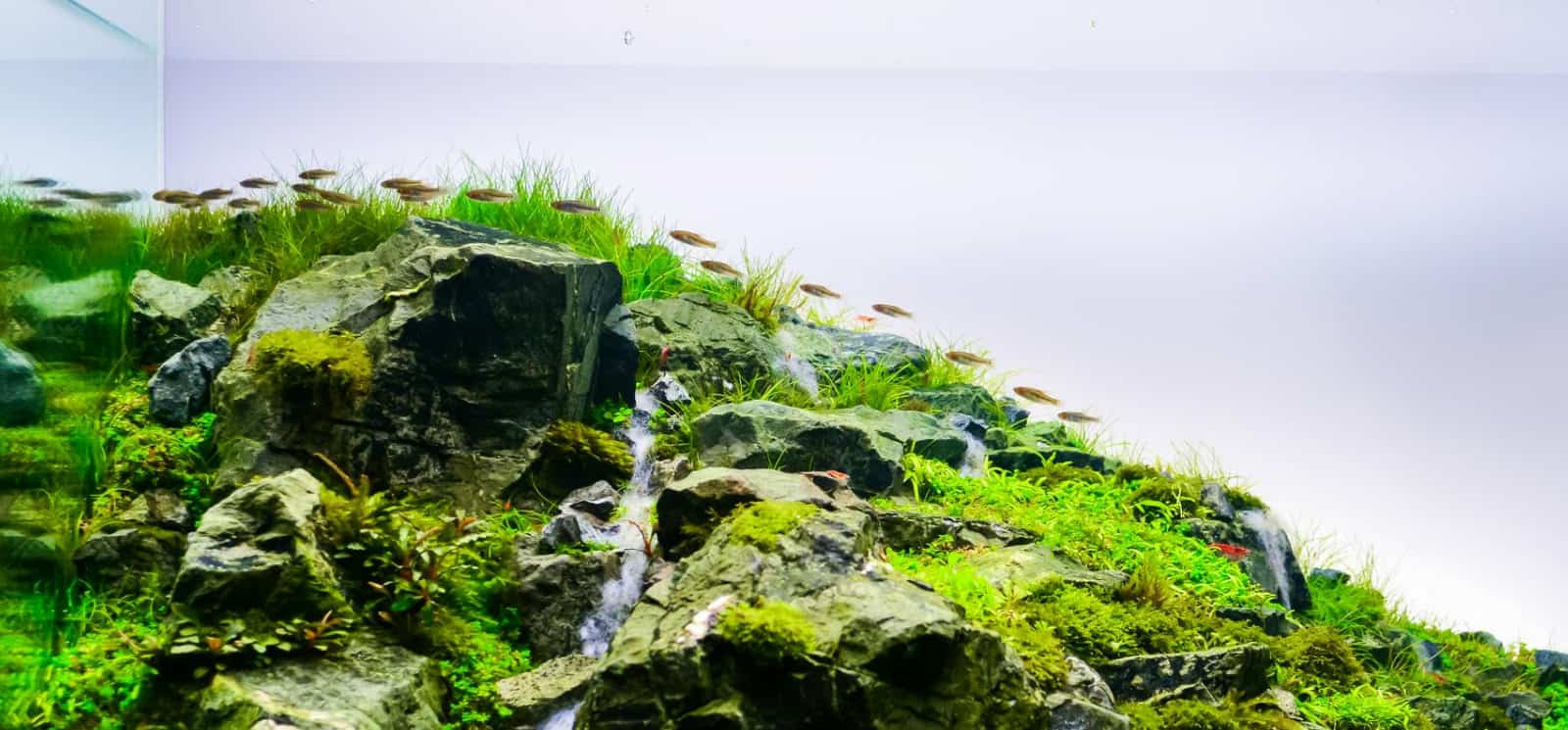 Aquascape Iwagumi Beginner S Guide Updated 2020