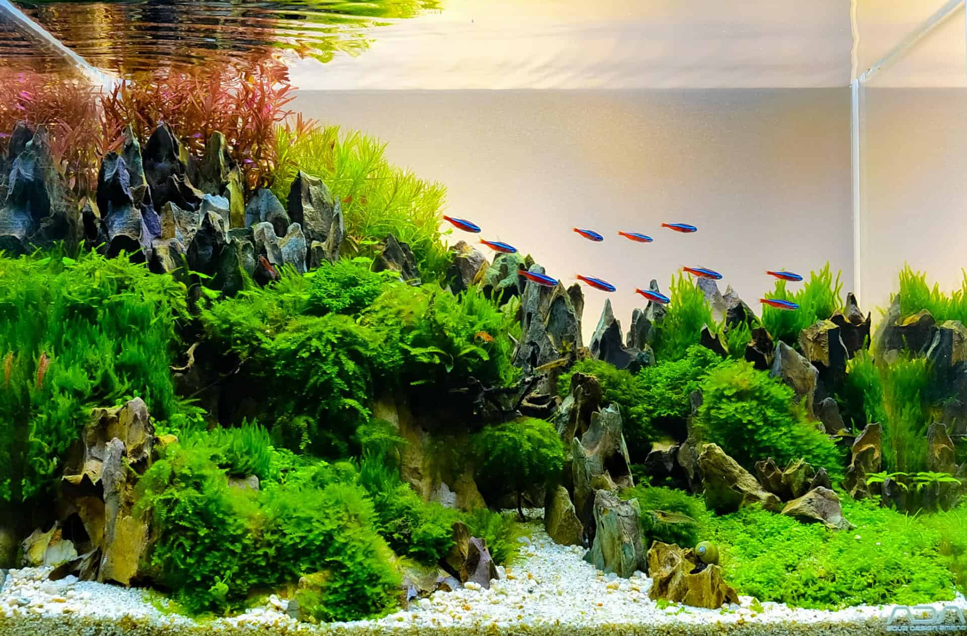 Aquascaping Supplies Beginner's Guide [UPDATED 2020]