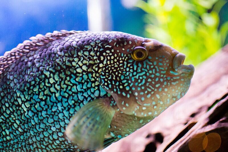 Jack Dempsey Cichlid Fish Beginner Friendly Guide