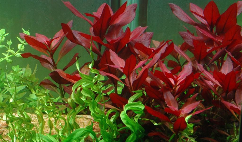 Mainam Ludwigia Repens Super Red Freshwater Plants Bundle Tropical Aquatic Plant Decorations