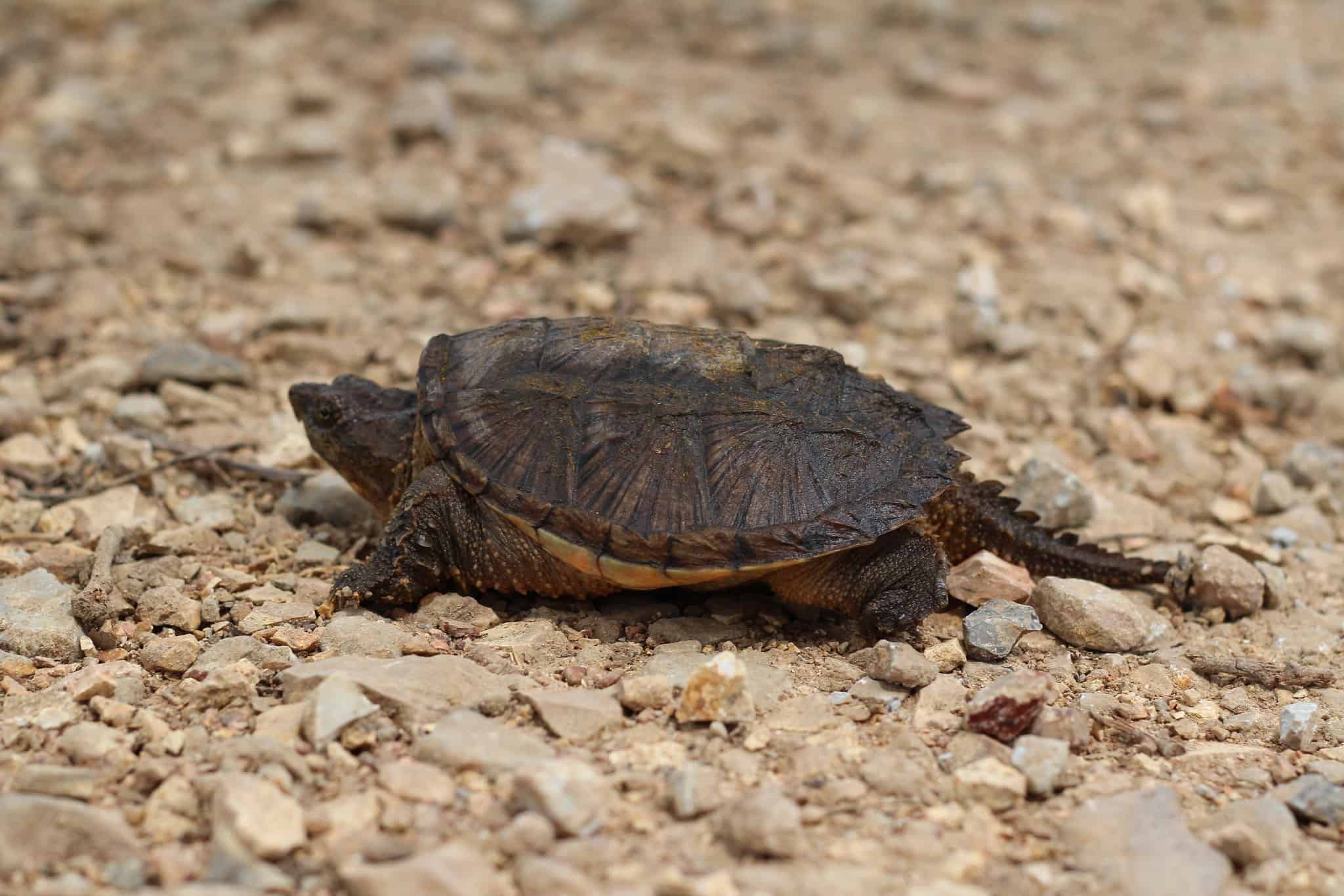 Snapping Turtle Baby