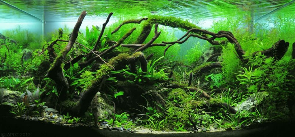 Aquascaping Supplies Beginner's Guide [UPDATED 2022]