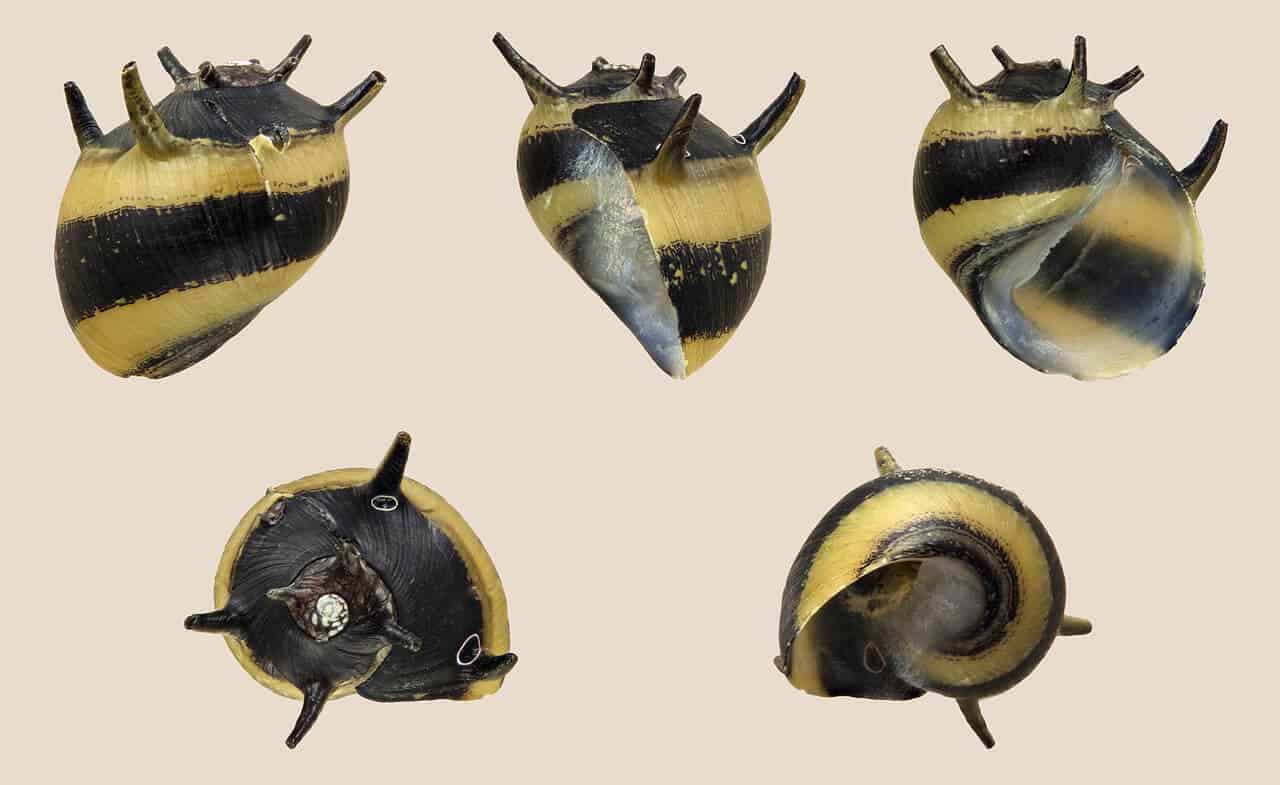 temperamento Mismo Injusticia Horned Nerite Snail (Beginner's Guide)